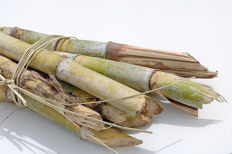 A bundle of sugar cane â License â 933306 â StockFood, Sugarcane, HD wallpaper